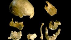 Loài người đã từng ăn thịt lẫn nhau trong quá khứ?