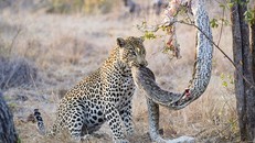 Báo đốm đói bụng kéo con trăn từ trên cây xuống xơi tái