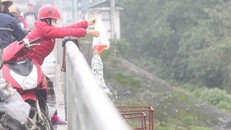  Tết ông Công ông Táo: Cá chép ‘tử vong’ trước khi 'hóa rồng'