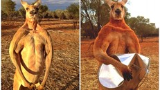 Phát sốt với 'soái ca' kangaroo thân hình 6 múi ở Úc