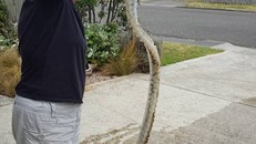 Phát hiện xương sinh vật lạ trôi dạt vào bãi biển New Zealand