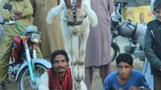 Kỳ lạ chú dê có biệt tài làm xiếc như khỉ