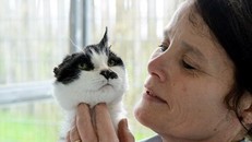 Chú mèo sống sót thần kỳ dù bị mất nửa đầu