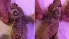 Tìm thấy xác ‘quái vật ngoài hành tinh’ đầy kỳ dị