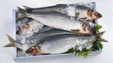 3 loại cá rẻ tiền nhưng quý hơn vàng rất tốt cho sức khỏe