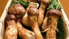 6 loại thực phẩm đắt nhất Nhật Bản