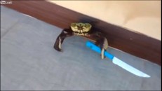 Phát sốt với con cua ‘đầu gấu’ cầm dao tấn công người như thật