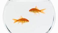 Người mẹ nhẫn tâm bắt con gái nuốt hơn 30 con cá vàng chết