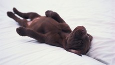 Khoa học kết luận: Chó cũng ngủ mơ như con người