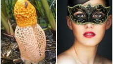 Loại nấm kỳ lạ khiến phụ nữ chỉ cần hít phải là 'lên đỉnh'