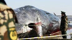 2 cá voi to như tàu ngầm dạt vào bờ biển Trung Quốc