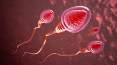 Mùi của 'tinh binh' ẩn chứa những điều bí mật không ngờ