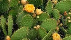 Công dụng của cây xương rồng không phải ai cũng biết