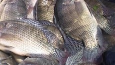 Ăn cá rô phi khiến cái chết cận kề hơn?