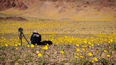 Ngỡ ngàng trước 'biển hoa vàng' rực rỡ nơi 'Thung lũng chết'