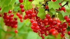 Những loại nho lạ gây sốt ở thị trường Việt