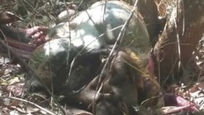 Phát hiện bò tót quý nặng 2 tạ bị xẻ thịt chết giữa rừng bảo tồn