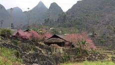 Vẻ đẹp khó cưỡng của những cây đào cổ khổng lồ