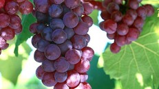 Ăn nho bỏ hạt bạn đã tự vứt đi một liều thuốc quý