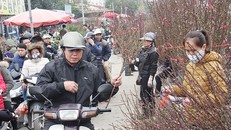  Hà Nội hửng nắng, quất, đào 'đại hạ giá' vẫn không có người mua