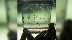 Ấn Độ bào chế vaccine chống virus Zika trước khi virus lan tràn