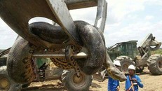 Con trăn lớn nhất hành tinh được phát hiện ở Brazil