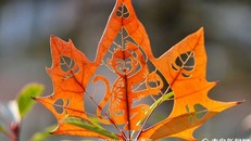 Chiêm ngưỡng tạo hình độc đáo của những chú khỉ trên lá cây