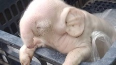 Xuất hiện lợn đầu voi khiến nhiều người dân hoang mang