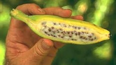 Những bài thuốc trị bệnh vô cùng hiệu quả từ chuối hột