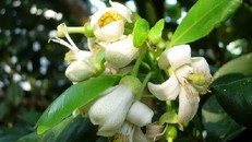 Tác dụng ít ngờ tới của hoa bưởi: Trị nhiều bệnh hiệu quả