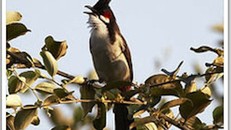 Vụ Giám đốc sở mất trộm chim: Nuôi chim hoang dã có phạm luật?