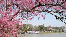 Đẹp mê đắm mùa mai anh đào ở Đà Lạt