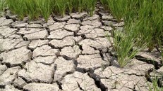 Việt Nam kêu gọi quốc tế hỗ trợ ứng phó với hạn, mặn