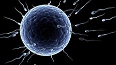 Nam giới kìm hãm xuất tinh có thể dẫn đến vô sinh