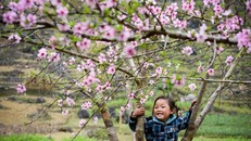 Nguồn gốc thực sự ít ai biết của hoa ban Tây Bắc