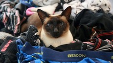 Mèo ‘biến thái’ bị bắt quả tang trộm đồ lót và tất đàn ông