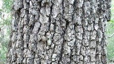 Bạn có nhìn ra một sinh vật cực độc lẩn trốn trong bức ảnh này?