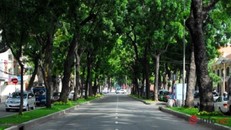 TP.HCM: Quyết định đốn hạ 300 cây xanh trên đường Tôn Đức Thắng