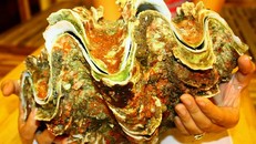 Cẩm nang ẩm thực cho dân du lịch Lý Sơn