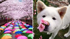 Những bức ảnh kiệt tác hoa anh đào trên tạp chí Nation Geographic