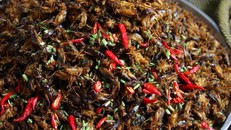 Về 'lòng chảo' Mường Lò thưởng thức đặc sản từ dế mèn