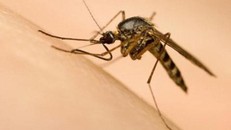 Việt Nam nuôi được muỗi phòng Zika ở Nha Trang?