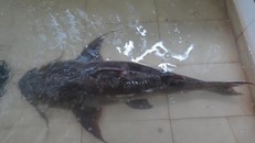 Đại gia chơi trội chi 70 triệu mua một con cá chiên về… đãi khách