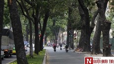 Nuối tiếc ngắm nhìn hàng cây cổ thụ trước giờ di dời ở TP.HCM