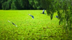 Khám phá rừng tràm Trà Sư đẹp nhất An Giang