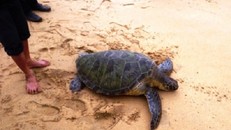 Ngư dân bắt được rùa quý nặng 45 kg ở biển Thừa Thiên Huế