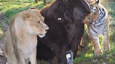 Tình bằng hữu 15 năm đáng ghen tị của hổ, sư tử và gấu