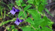 Tác dụng của nhân trần và những điều cần lưu ý khi sử dụng