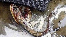 Kinh hãi phát hiện ‘thủy quái ngoài hành tinh’ 140 chân