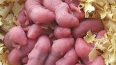 Rượu ngâm chuột bao tử' có thực sự là 'thuốc tiên' ?